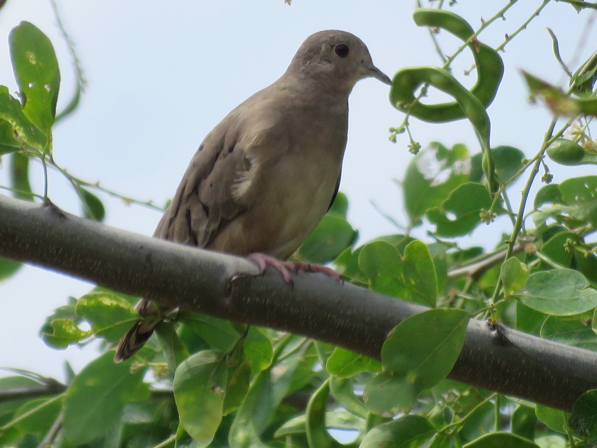 Plain-breasted Ground Dove - ML47563411