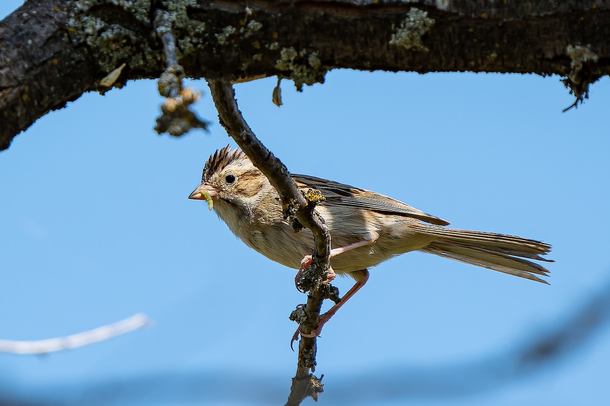 Clay-colored Sparrow - ML475634191