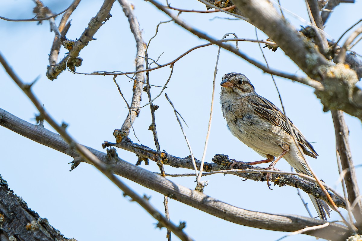Clay-colored Sparrow - ML475634201
