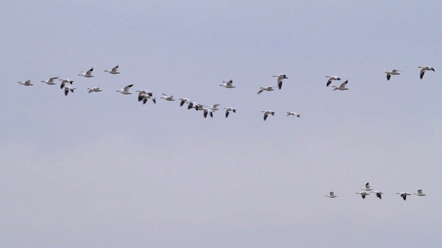 Snow/Ross's Goose - ML475635