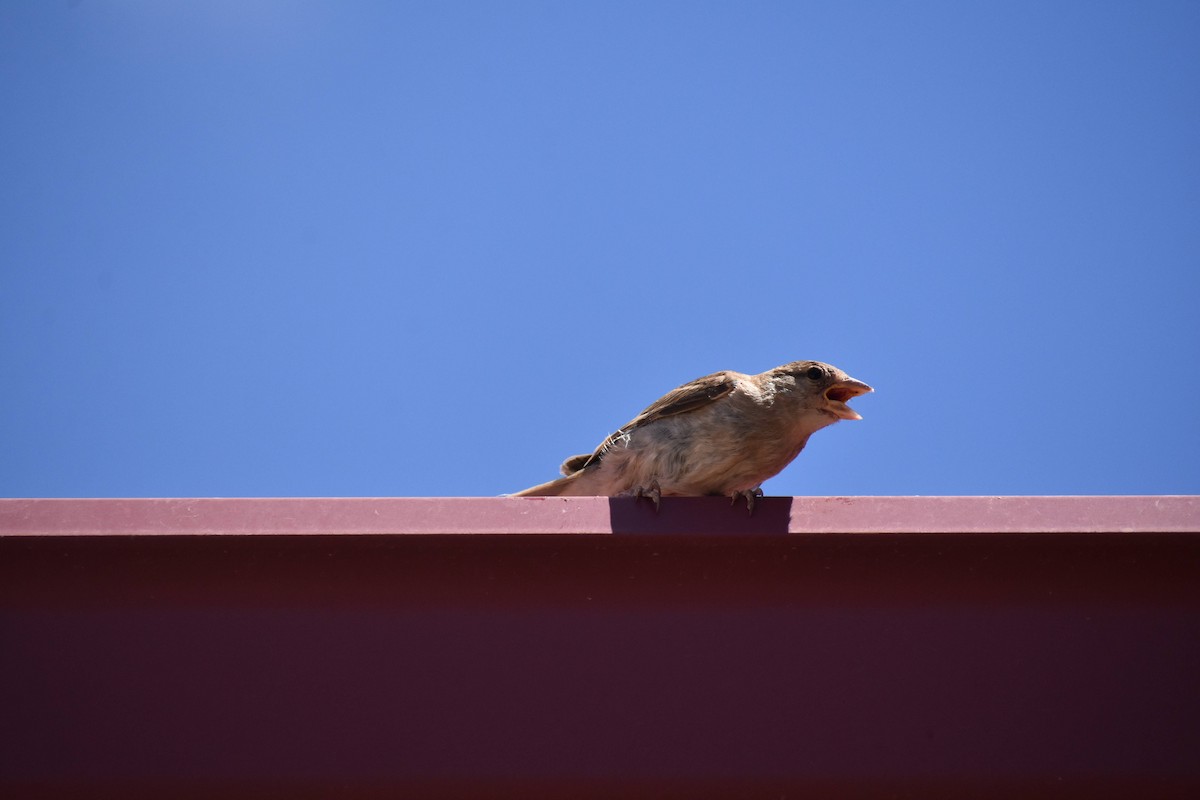 House Sparrow - ML475636121