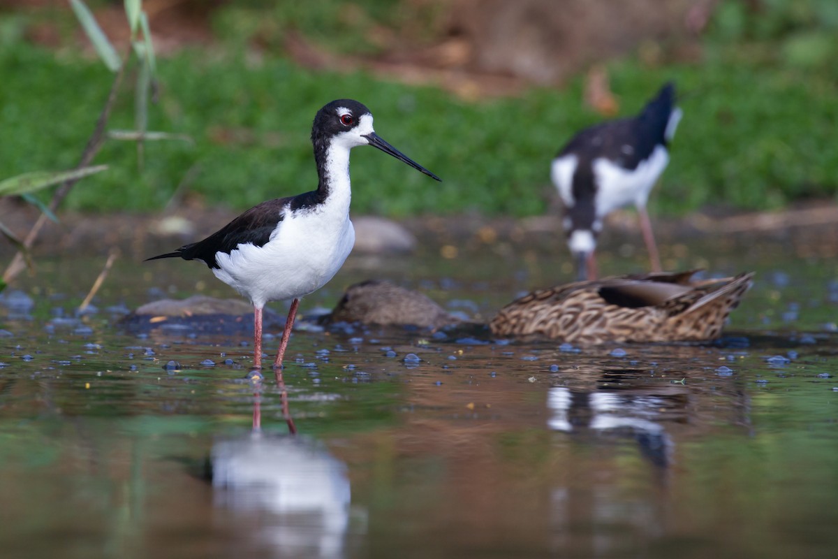 Black-necked Stilt (Hawaiian) - Sasha Cahill