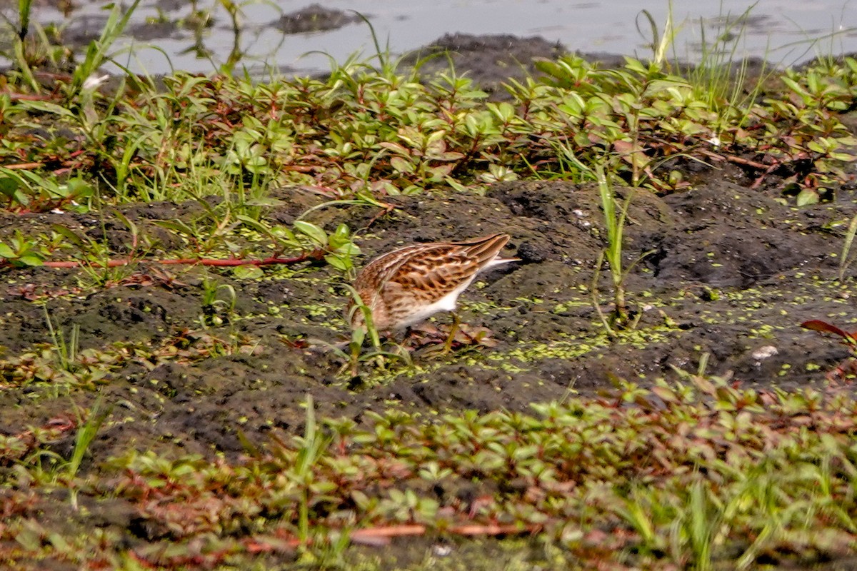 Wiesenstrandläufer - ML475636401