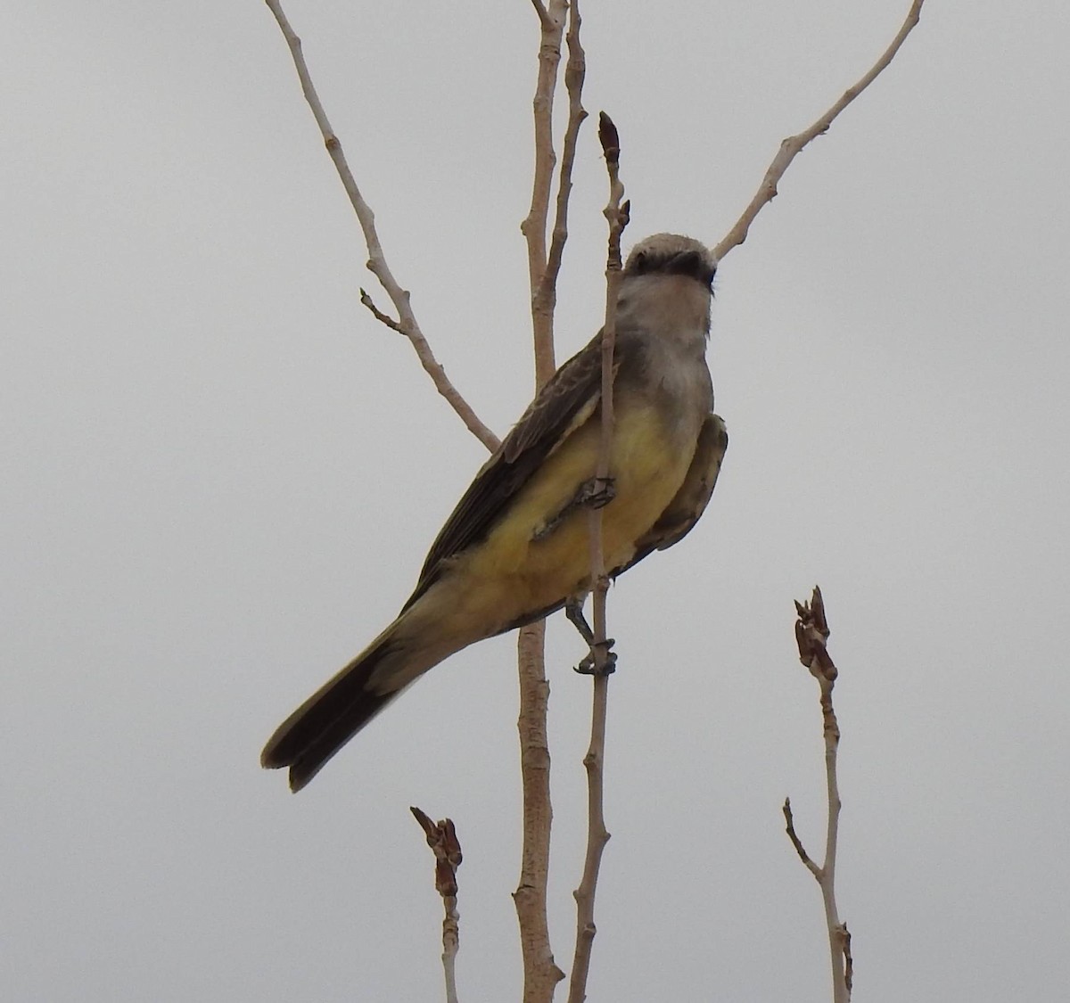 Western Kingbird - ML475636461