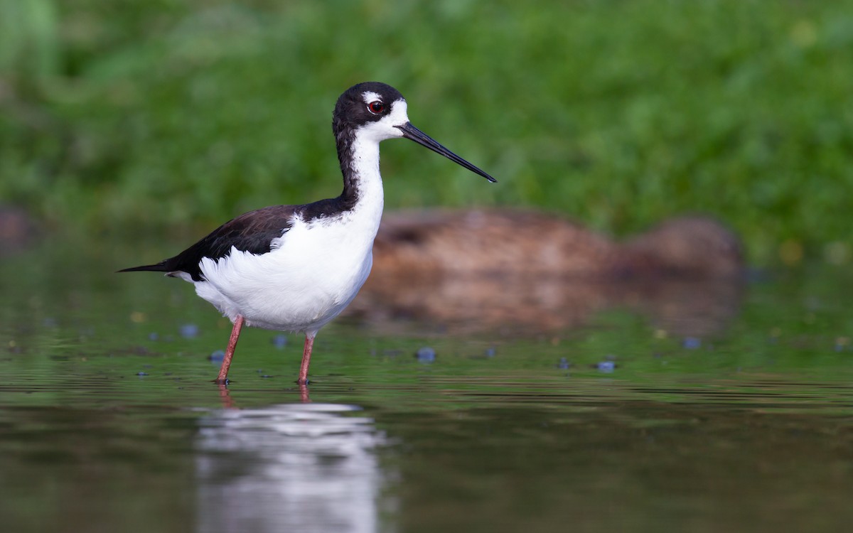 Black-necked Stilt (Hawaiian) - Sasha Cahill