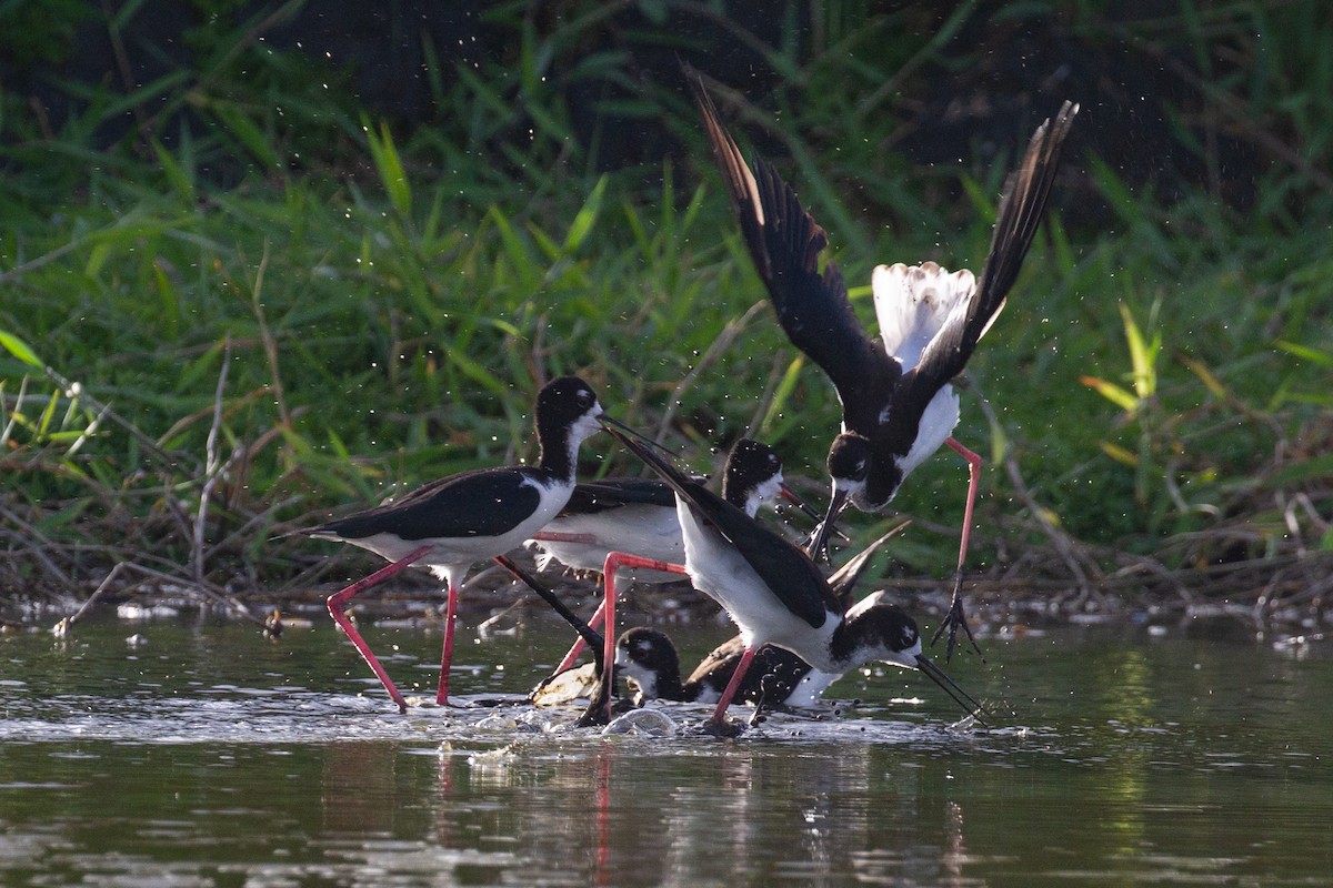 Black-necked Stilt (Hawaiian) - Sasha Cahill