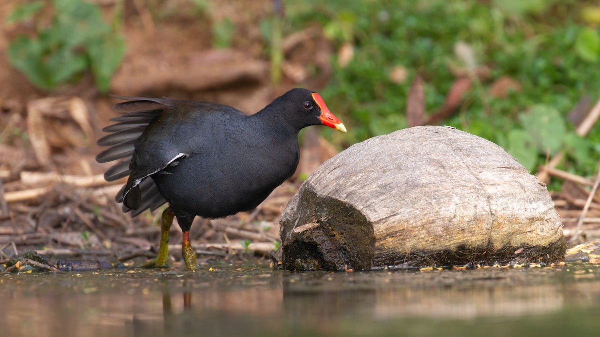 Common Gallinule (Hawaiian) - ML475636801