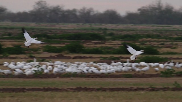 Snow/Ross's Goose - ML475637