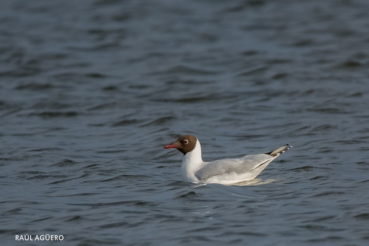 Brown-hooded Gull - ML475637131