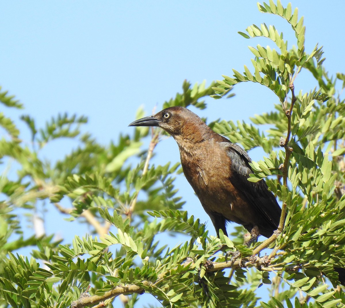 Great-tailed Grackle - ML475637921