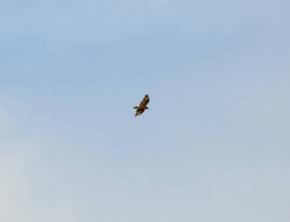 Red-tailed Hawk - ML475638371