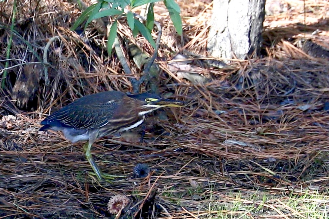 Green Heron - ML475638531