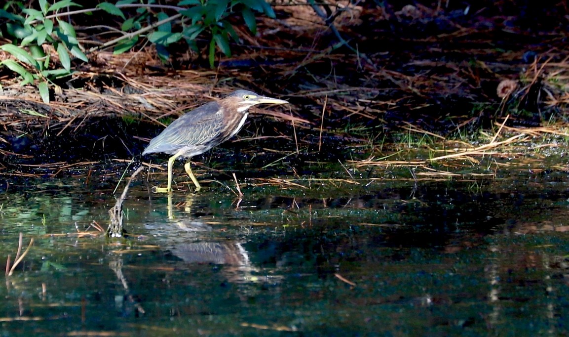 Green Heron - ML475638541