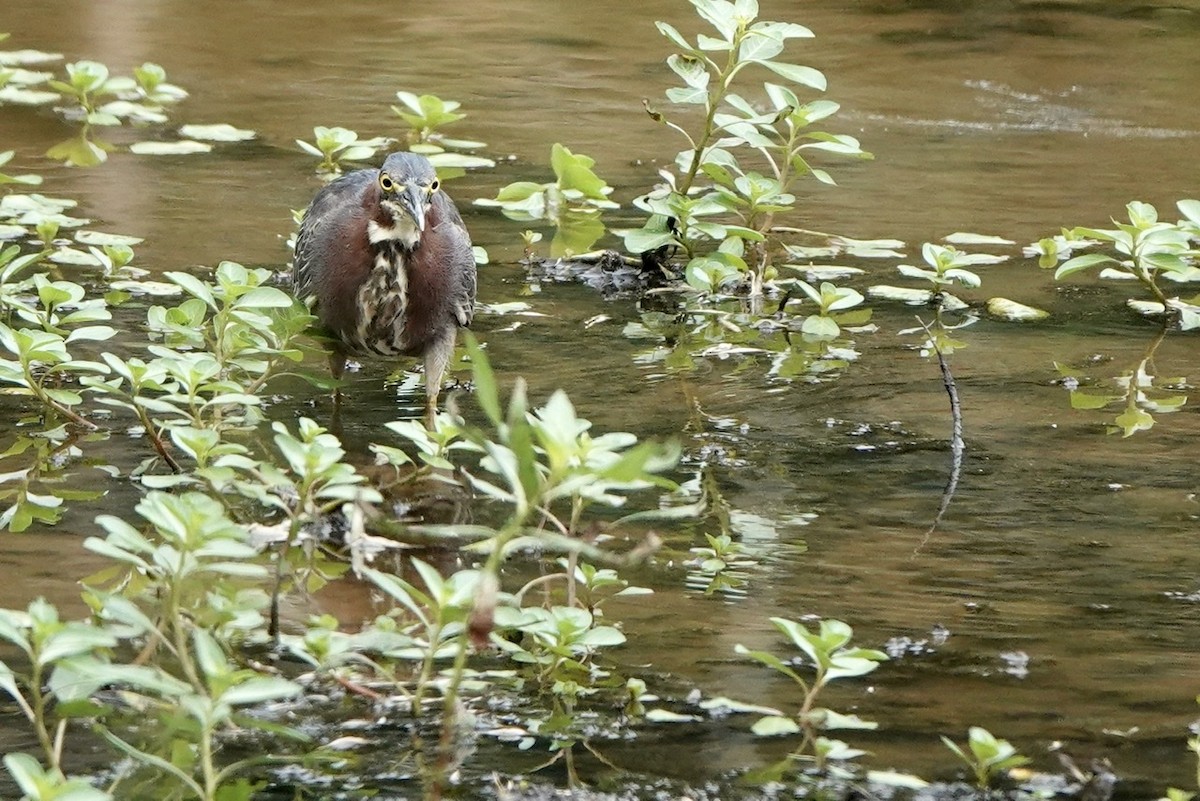 Green Heron - ML475638551