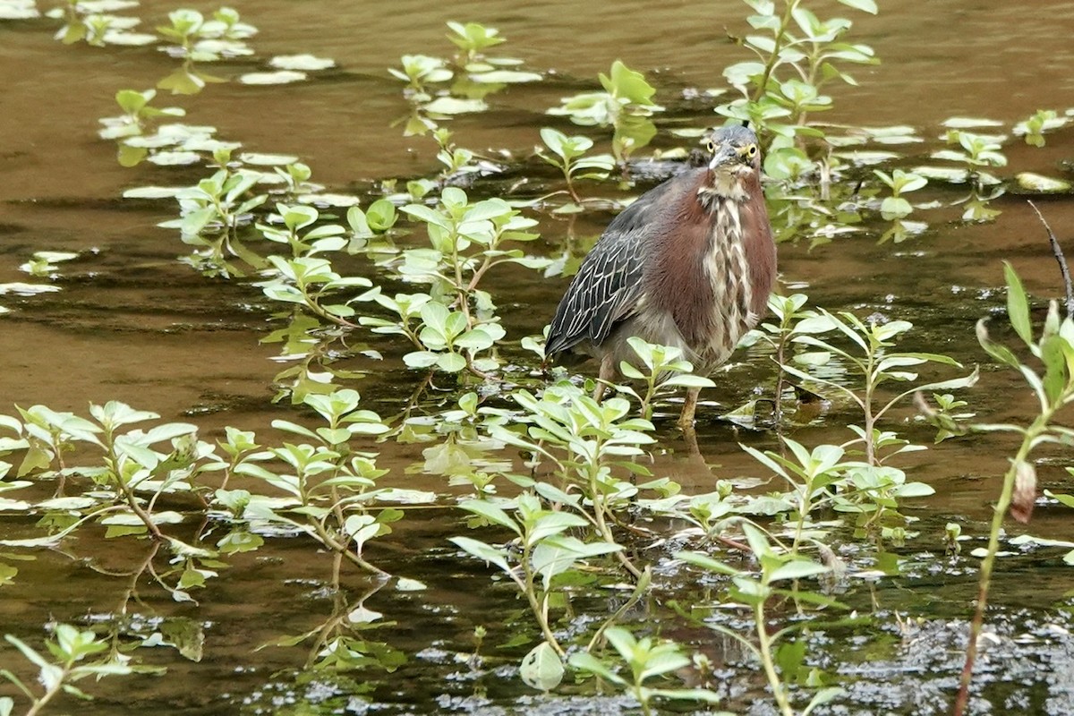 Green Heron - ML475638621