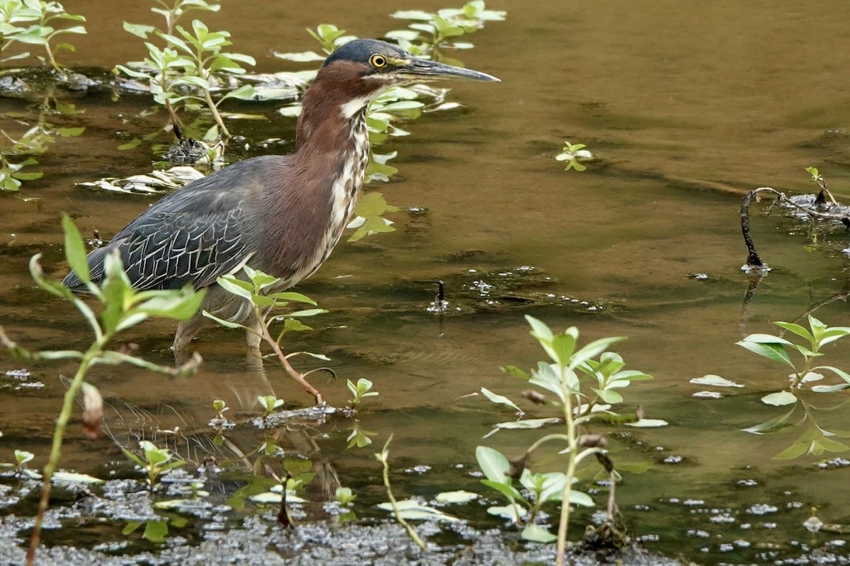 Green Heron - ML475638631