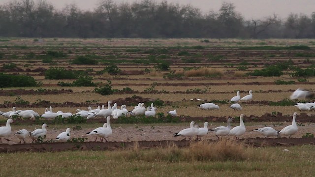 Snow/Ross's Goose - ML475639