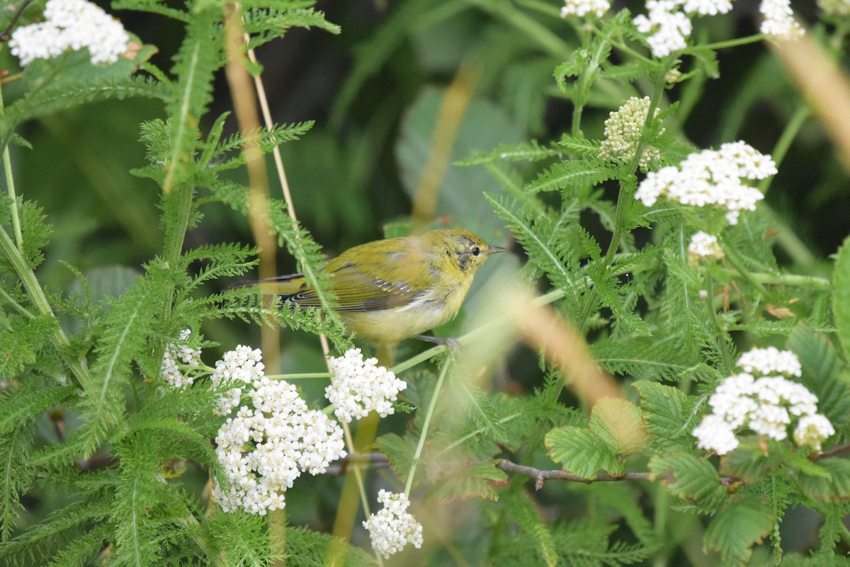 Tennessee Warbler - ML475639221