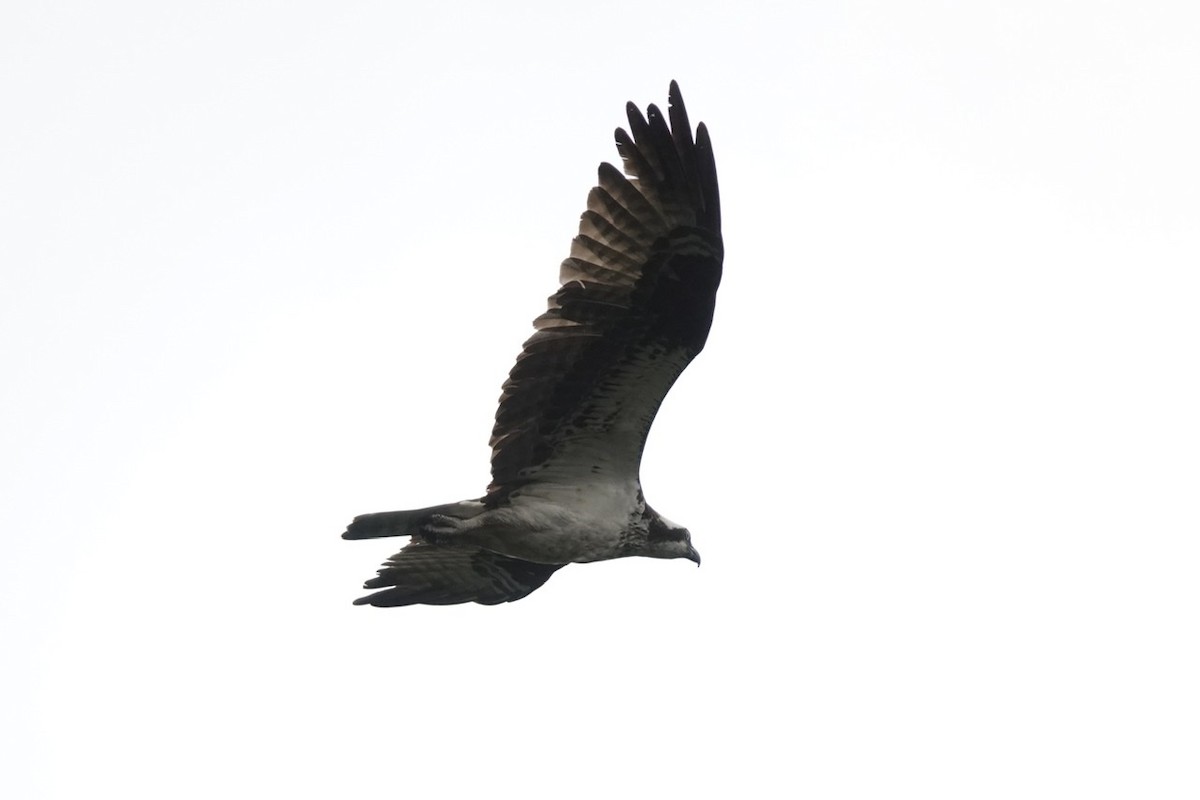 Osprey - ML475639471