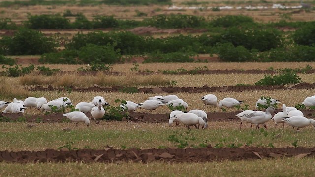 Snow/Ross's Goose - ML475640