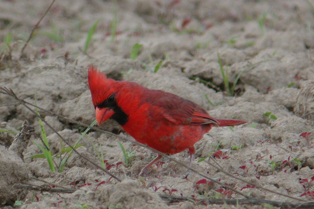 Cardinal rouge - ML47564031