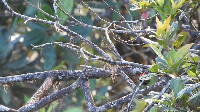 Orange-banded Flycatcher - ML475641061