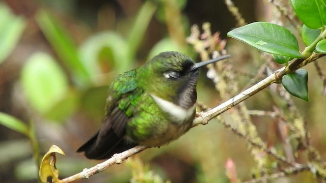 Colibrí Gorjiamatista (grupo amethysticollis) - ML475641321