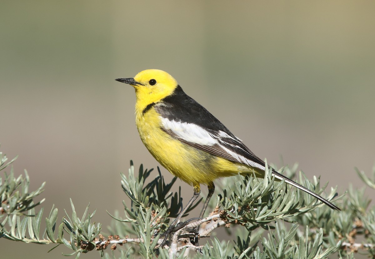 黃頭鶺鴒(calcarata) - ML475641791