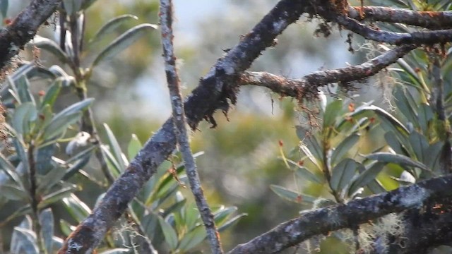 White-capped Tanager - ML475641951