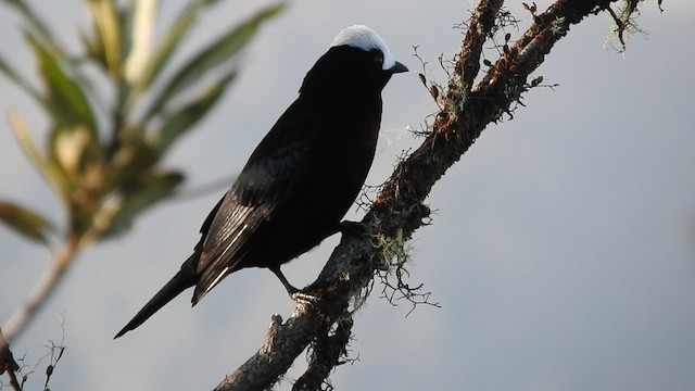 White-capped Tanager - ML475642041