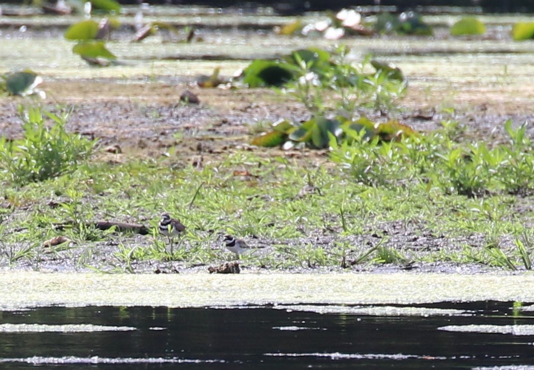Semipalmated Plover - ML475643091