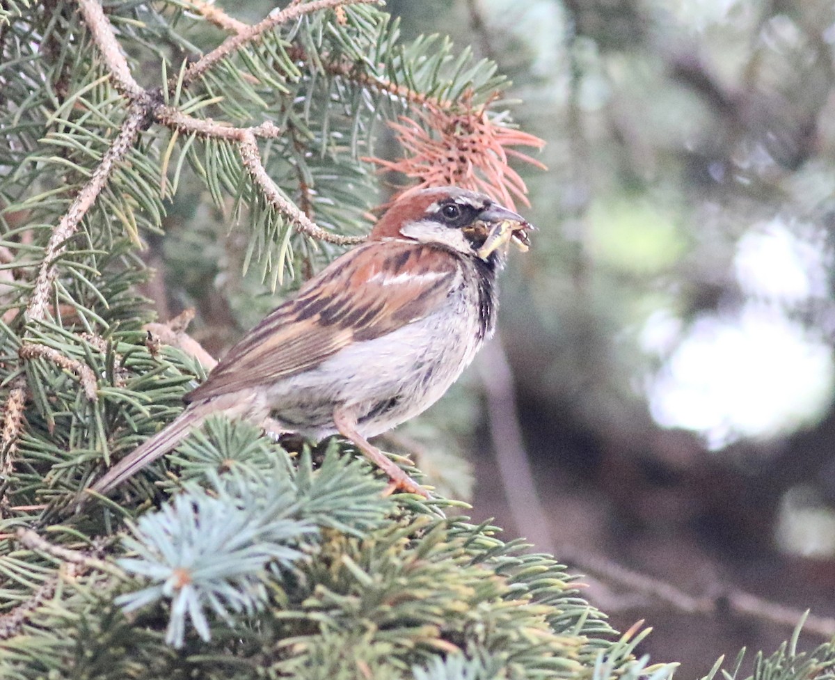 House Sparrow - ML475643191