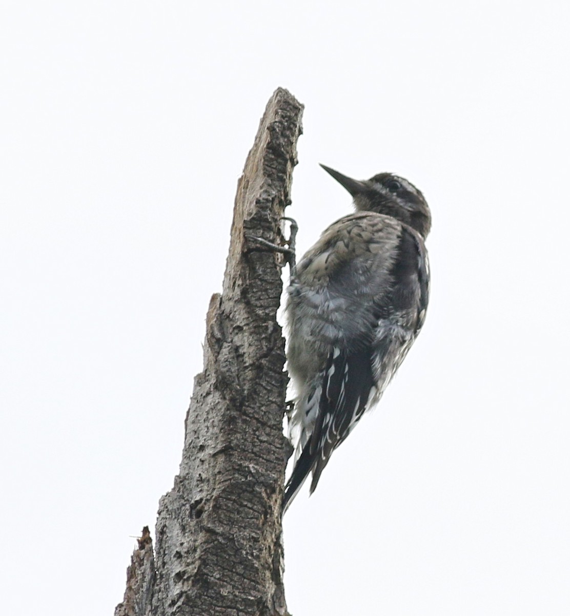 Red-naped Sapsucker - Lorraine Lanning