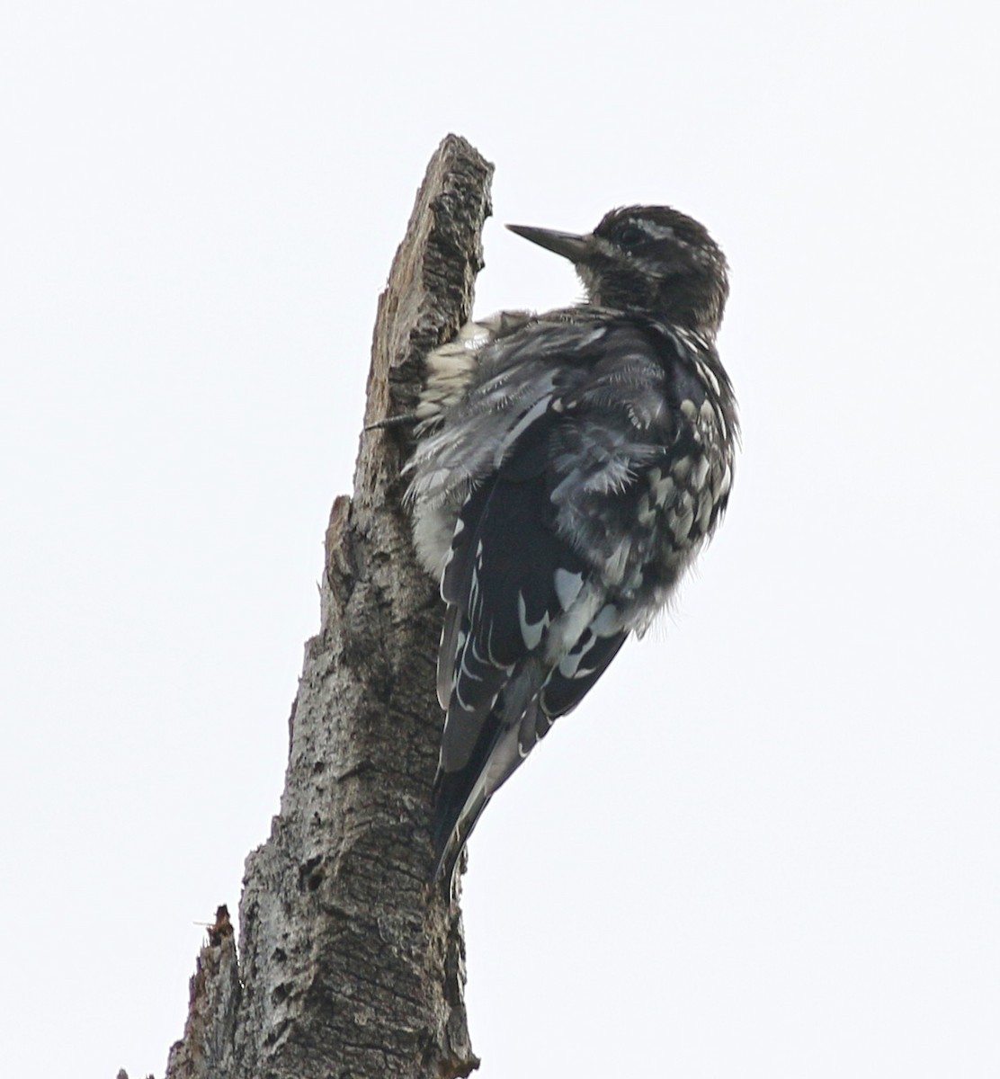 Red-naped Sapsucker - Lorraine Lanning