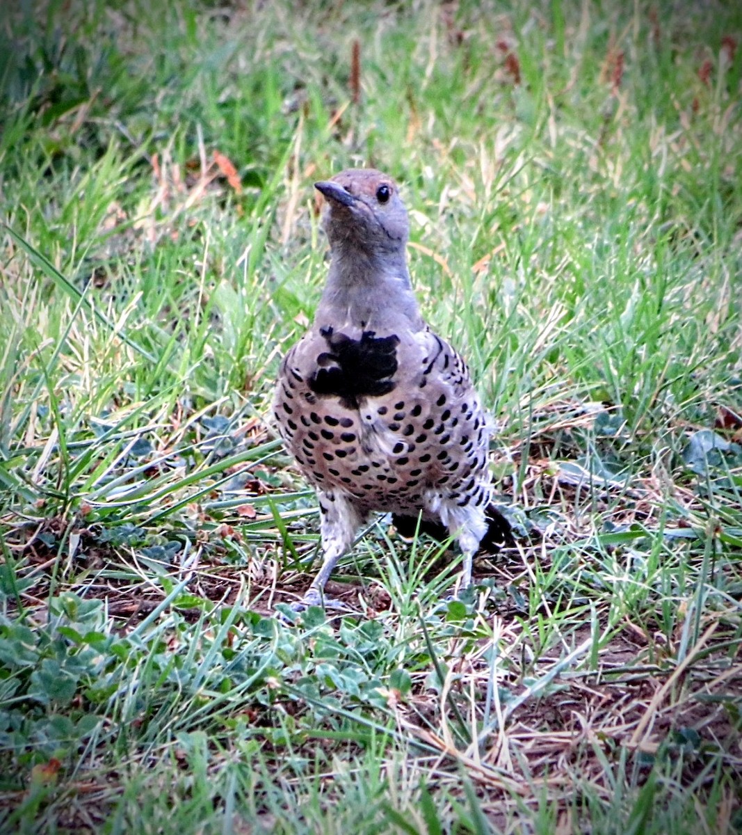 Northern Flicker - Sam Faustine