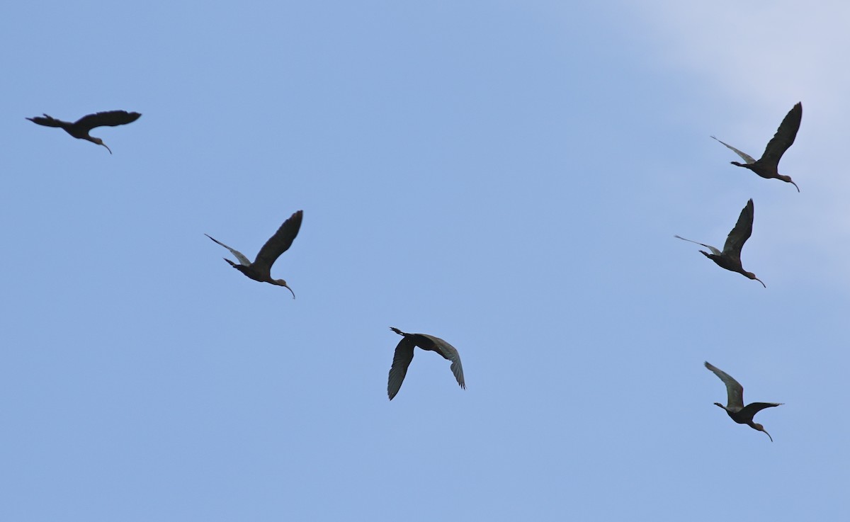 White-faced Ibis - ML475646071