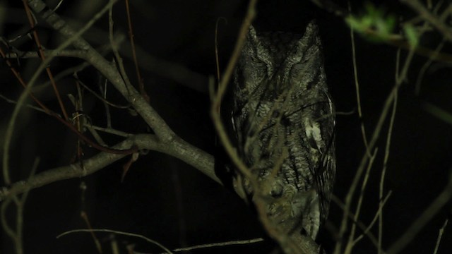 ニシアメリカオオコノハズク（kennicottii グループ） - ML475647