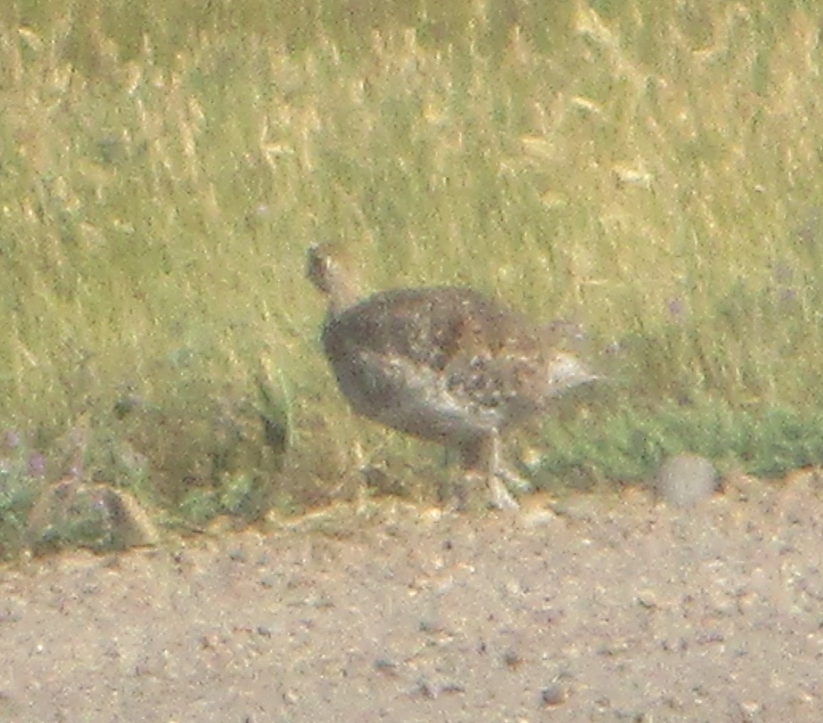 Sharp-tailed Grouse - Erich Fickle