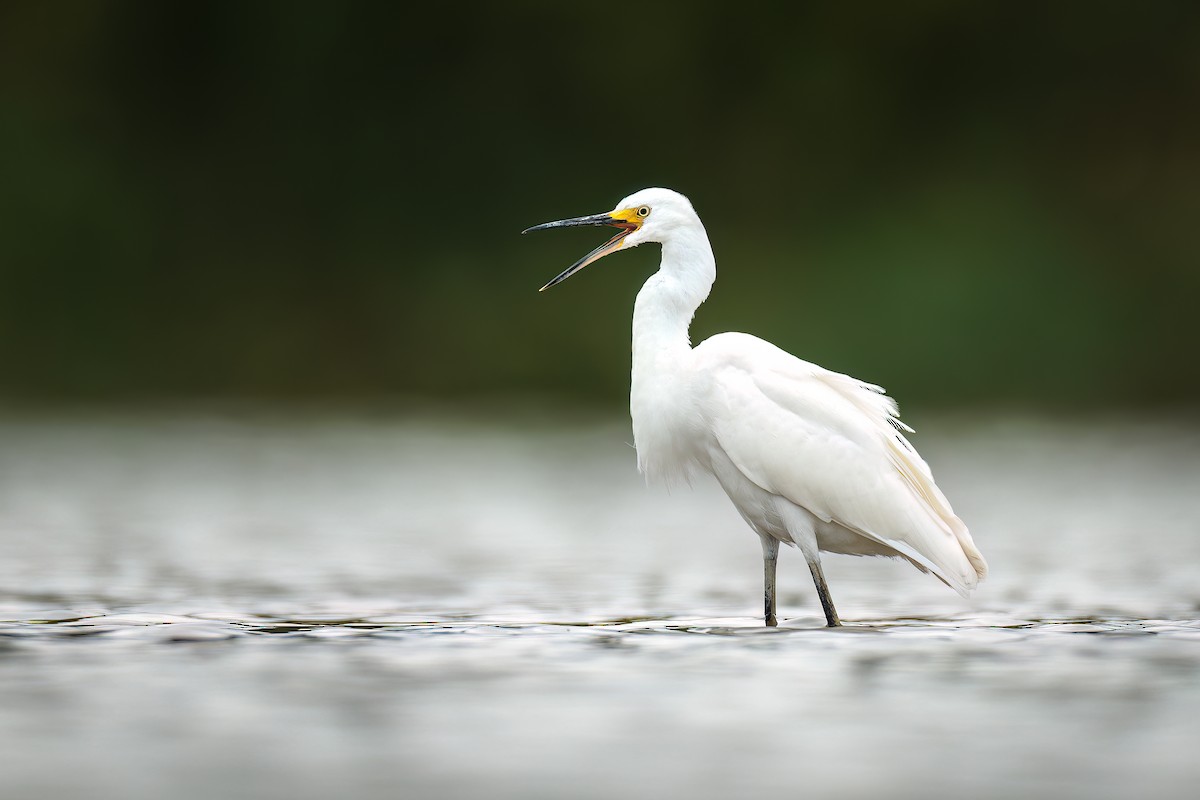 Snowy Egret - ML475650971