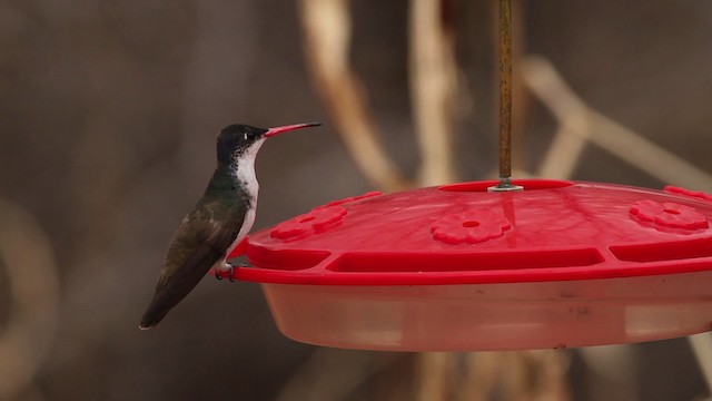 Violet-crowned Hummingbird - ML475651