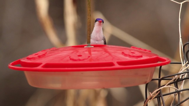 Violet-crowned Hummingbird - ML475652