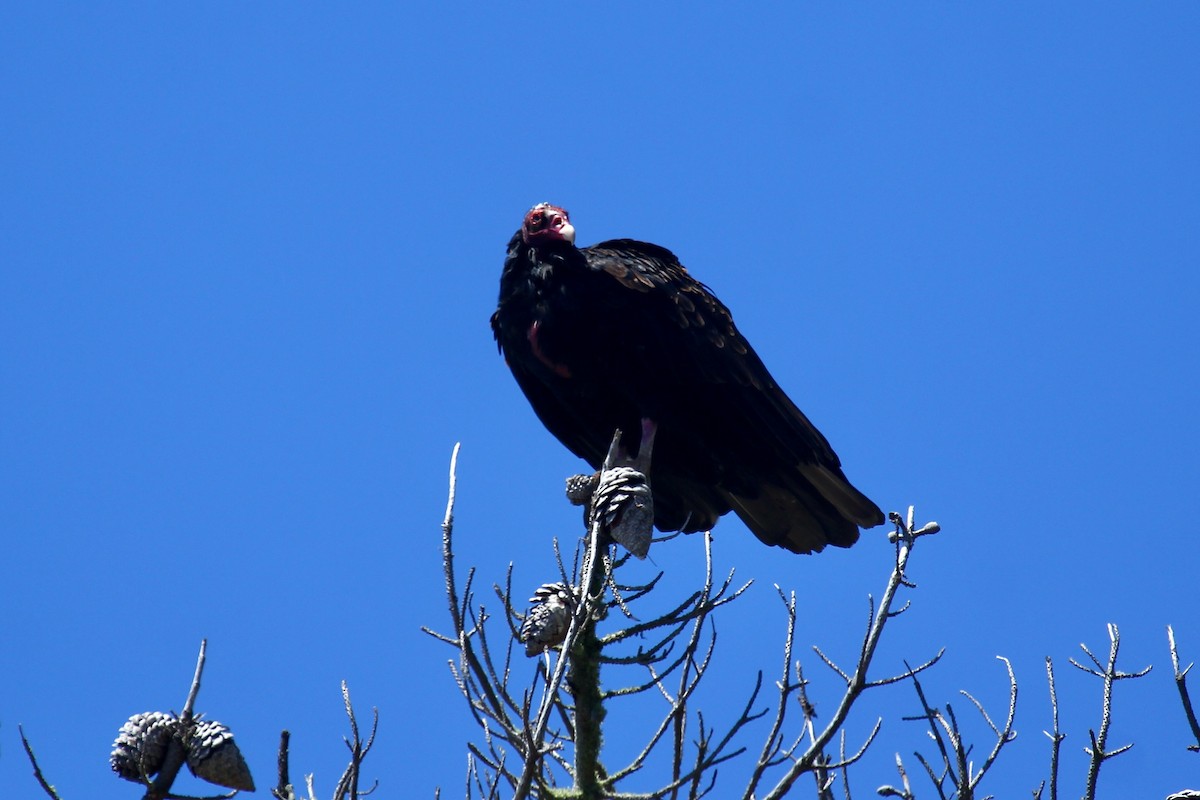 Urubu à tête rouge - ML475652591