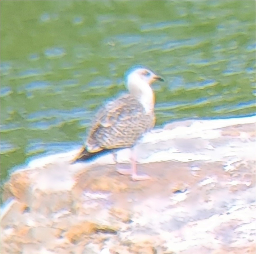 American Herring Gull - ML475653671