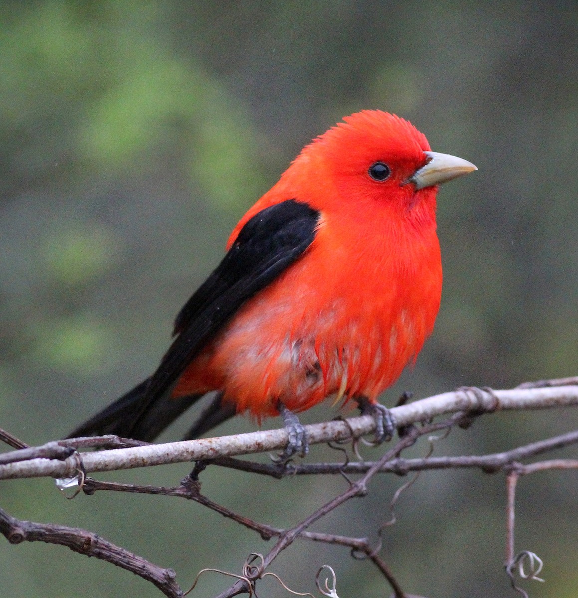 Scarlet Tanager - ML47565381