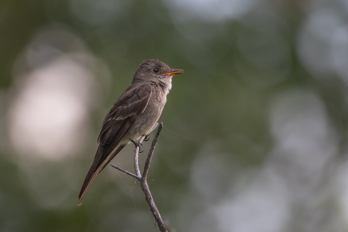 Western Wood-Pewee - Rain Saulnier