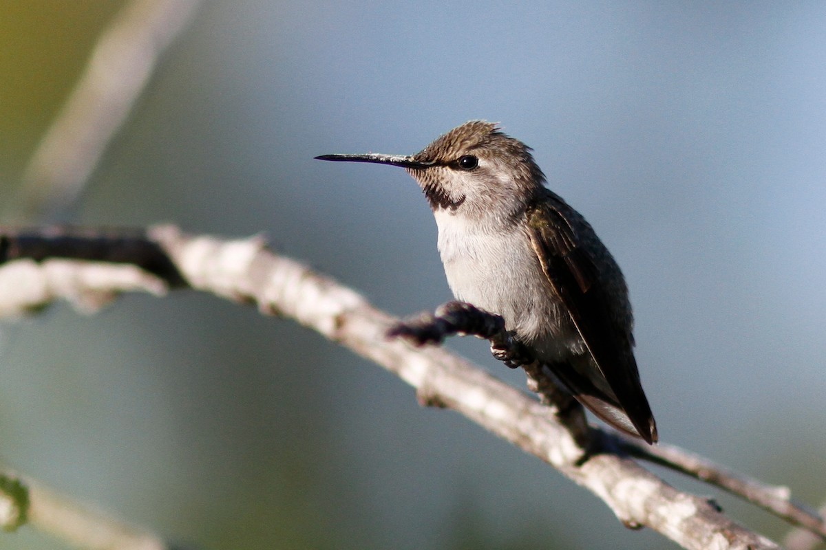 Costa's Hummingbird - Noah Gaines