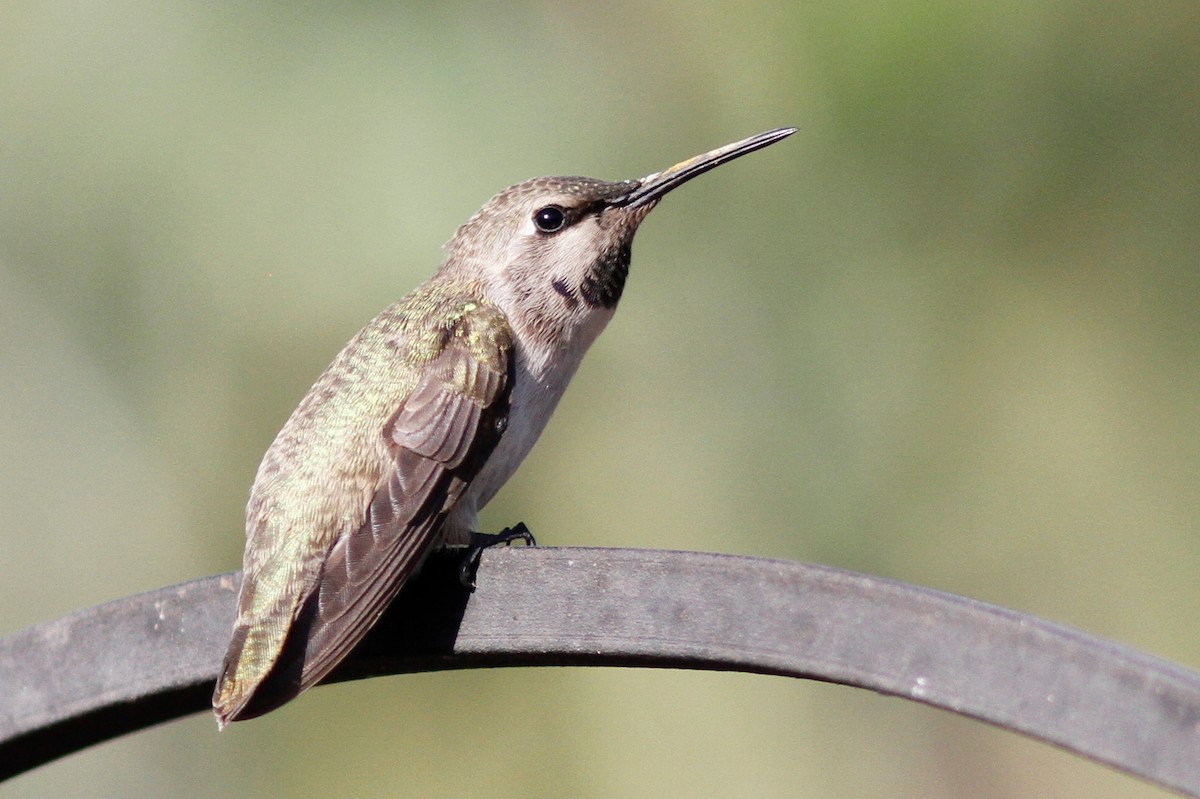 Costa's Hummingbird - Noah Gaines