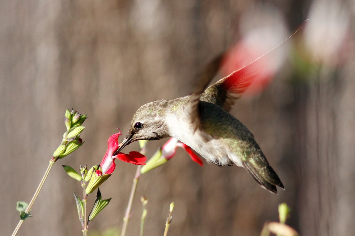 Colibri de Costa - ML475655911