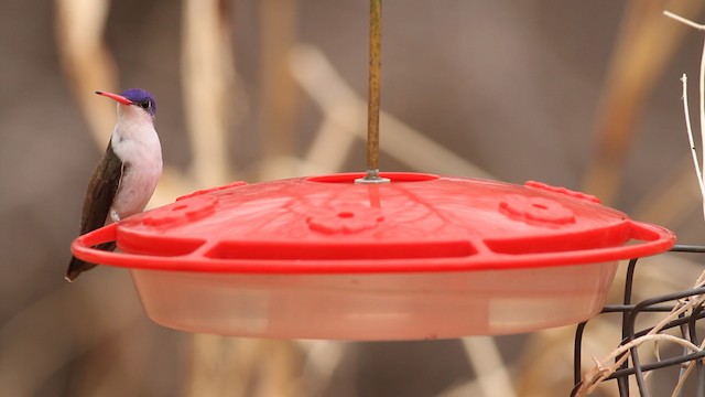 Violet-crowned Hummingbird - ML475656