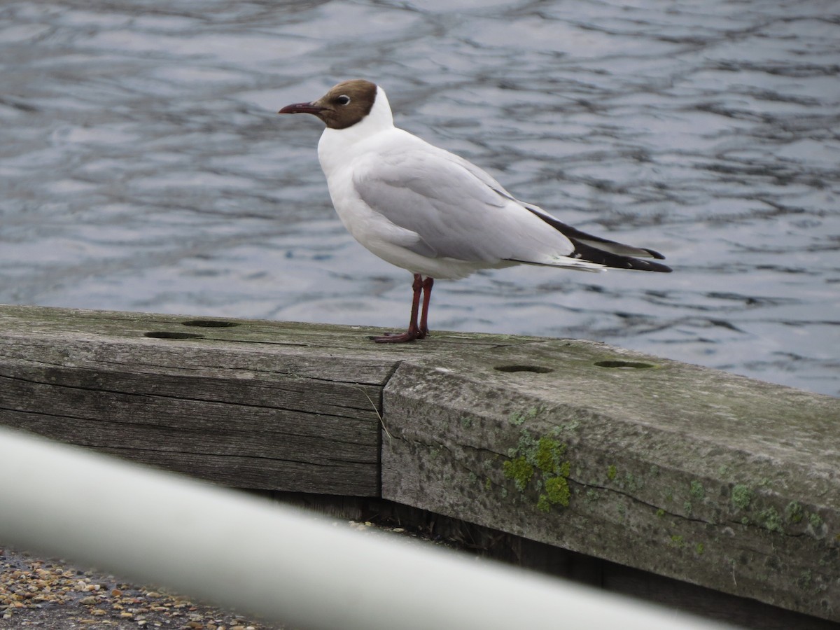 Black-headed Gull - ML475656711